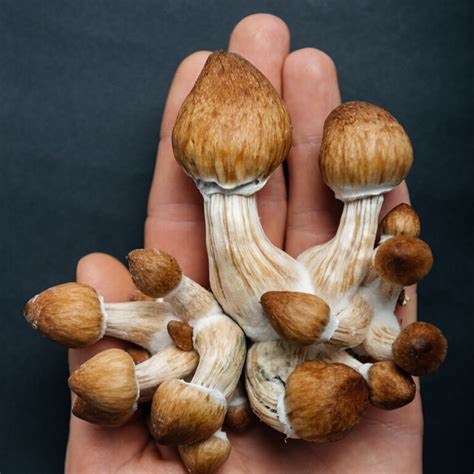 The Business Potential of Selling Magic Mushroom Bars